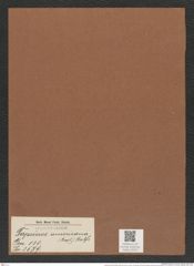 Terpsinoë americana (Bail.) Ralfs (de-Toni-Nr.: Genus 130, Species 3579) Zeichnungen Sammlung Grunow Mappe 03745 (Herbarium_W_Grunow_drawings_Folder_03745)